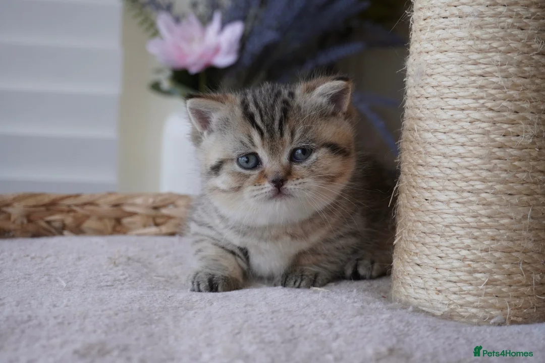 Munchkin cats for sale: 🫐Beautiful Scottish Kilt Boy – Rare Bloodlines🫐 - Advert 1