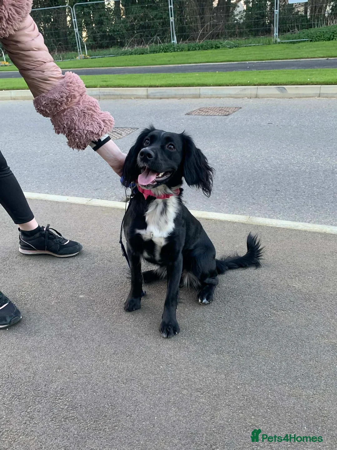 Field Spaniel dogs for sale: Relentless(ren) in West Malling - Advert 5