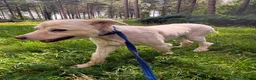 Mixed Breed dogs for adoption: Charlie - Norwich Norfolk  - Advert 3