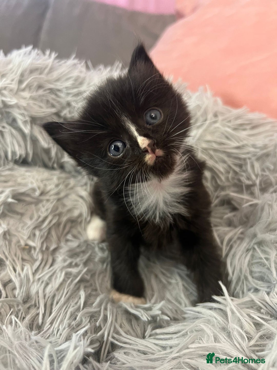 Mixed Breed cats for sale: Fluffy kittens - Image 5
