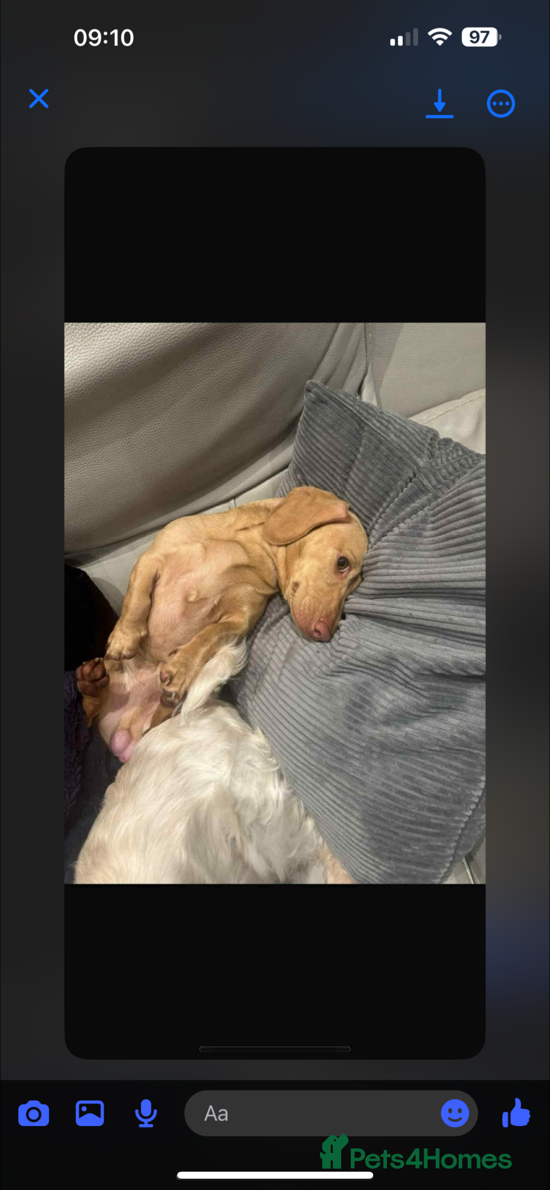 Miniature Dachshund dogs for sale: long haired miniature dachshund puppies - Image 24