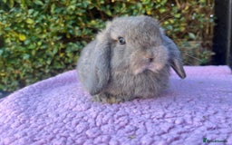 Mini Lop rabbits for sale: Mini lops available  - Image 9