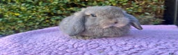 Mini Lop rabbits for sale: Mini lops available  - Advert 13