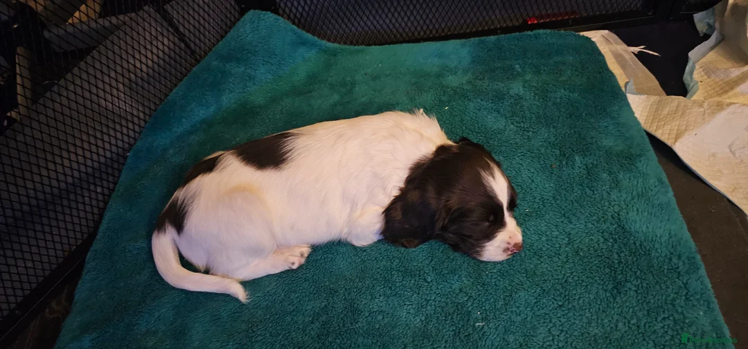 English Springer Spaniel dogs for sale: Gorgeous springer boy pup - Advert 3