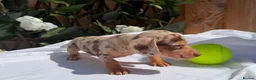 Miniature Dachshund dogs for sale: BEAUTIFUL TINY MINIATURE DASCHUNDS DAPPLE KC  - Advert 20