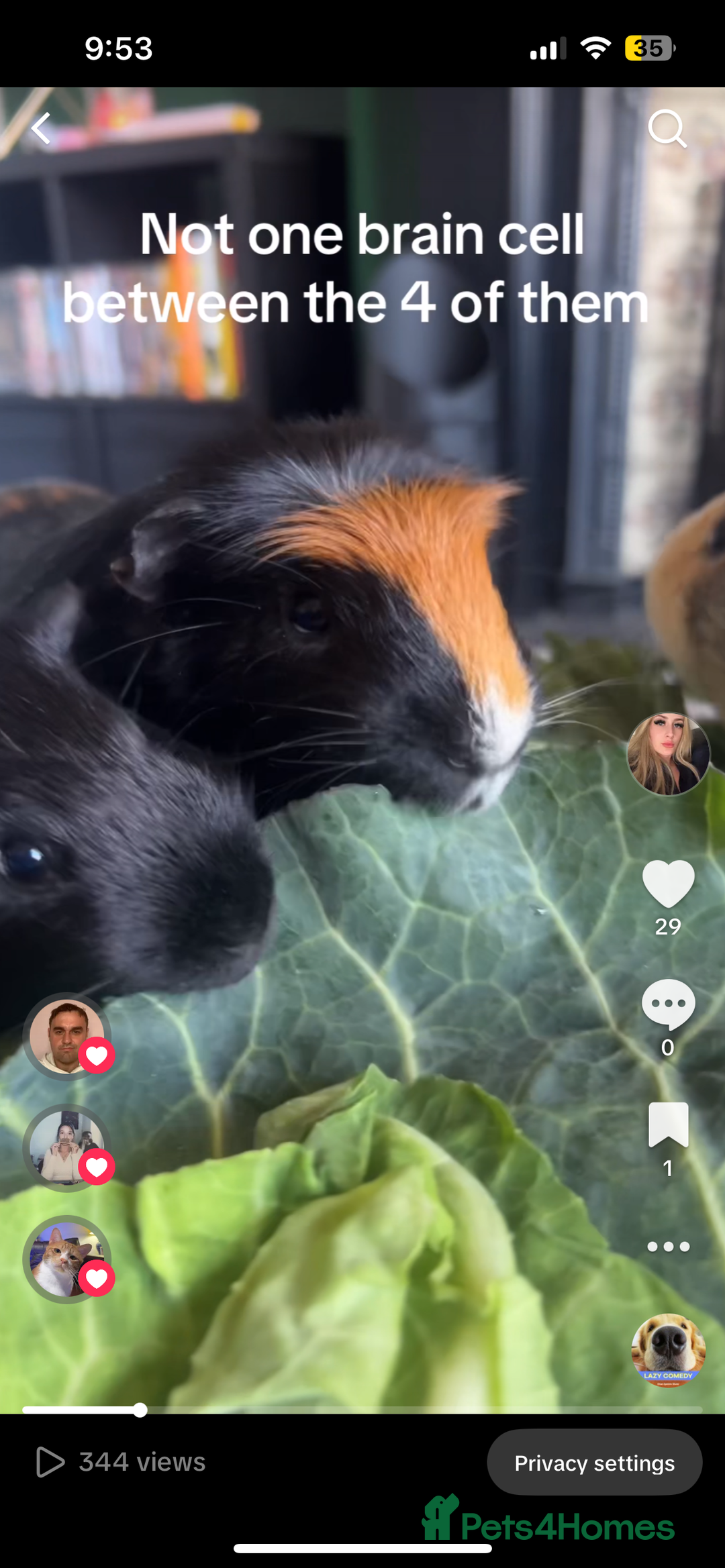 Guinea Pig rodents for sale: Guinea Pig Boars for Sale  - Image 6