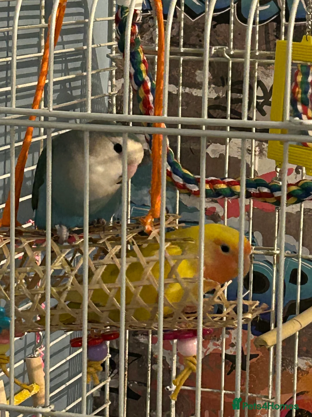 Lovebirds birds for sale: Love birds - Advert 3