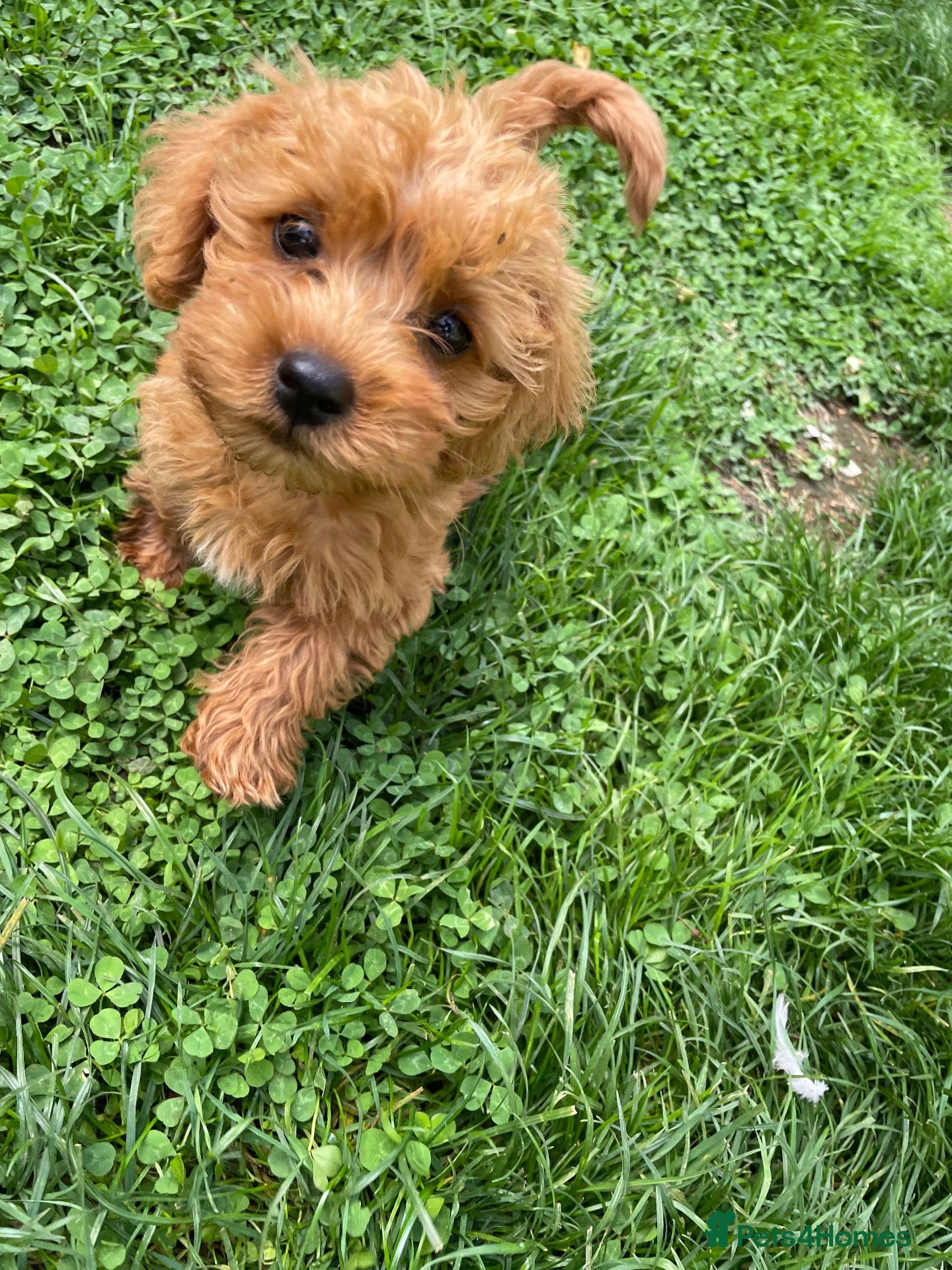 Doxiepoo dogs One Girl left! Doxiepoo 💕💗😍 - Advert 6
