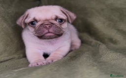 Pug dogs for sale: Beautiful pug pups ready for there forever homes  - Image 3