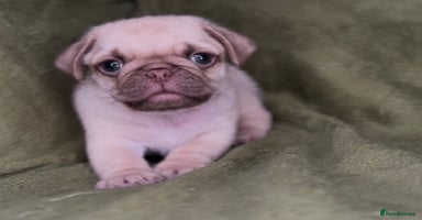 Pug dogs - Advert 12