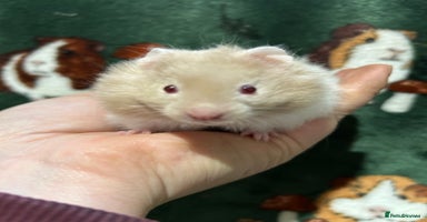 Hamster rodents - Advert 14