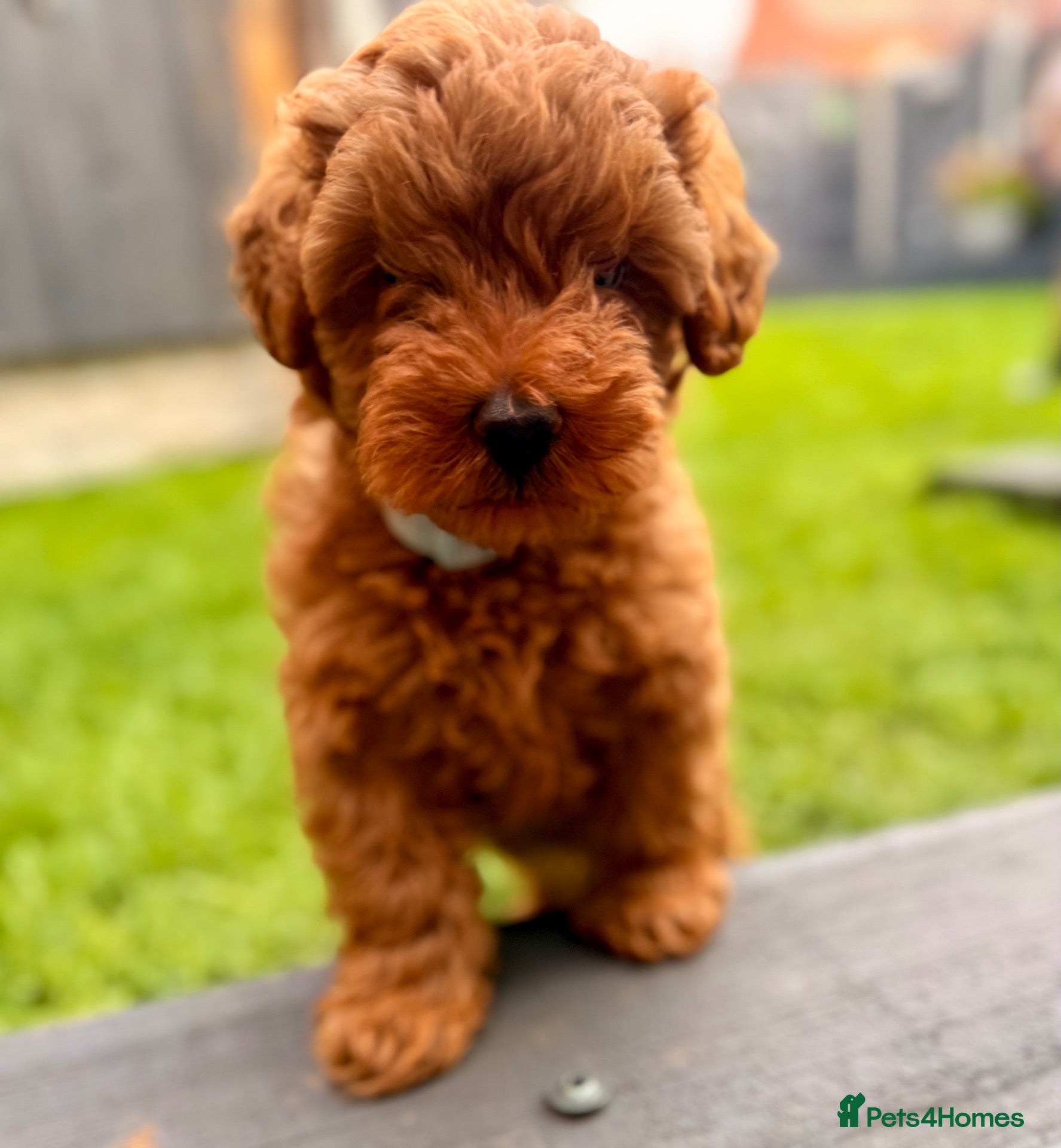 Cavapoo dogs 11 week old Cavapoo - Advert 12