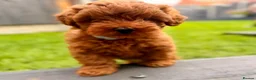 Cavapoo dogs for sale: 11 week old Cavapoo in Dudley - Advert 1