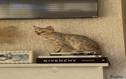 Bengal cats for sale: Female bengal 7 months  - Advert 8