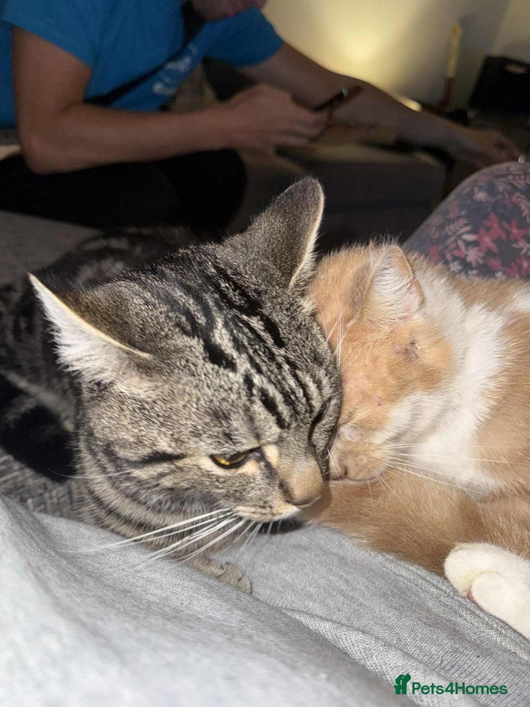 Mixed Breed cats for sale: Makes cats aged 4 and 2 - Advert 4