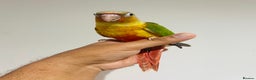 Conures birds for sale: Hand reared conures for sale  - Advert 10