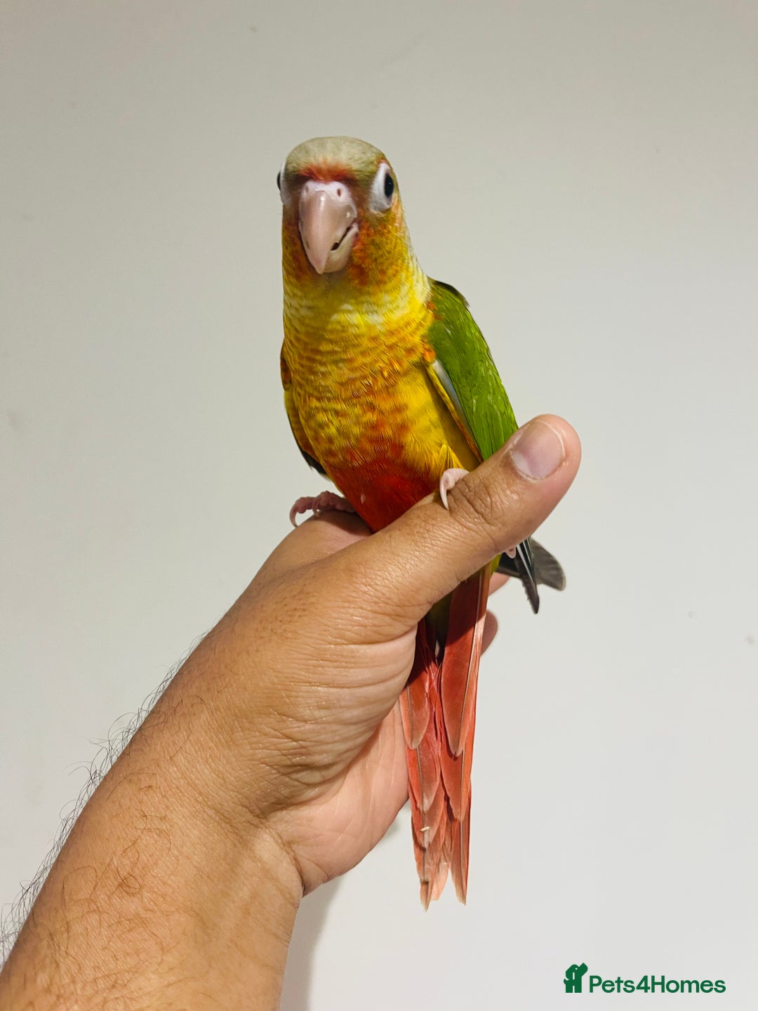 Conures birds for sale: Hand reared conures for sale  - Advert 10