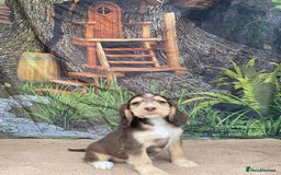 Cocker Spaniel dogs for sale: Cocker Spaniel puppies  - Image 1