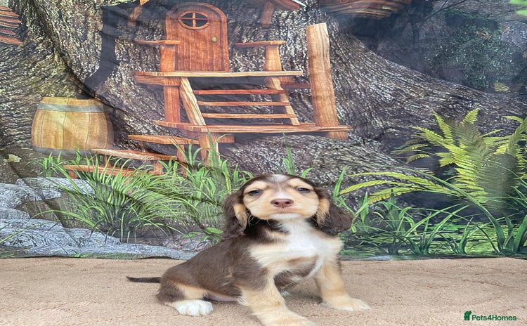 Cocker Spaniel dogs - Advert 2