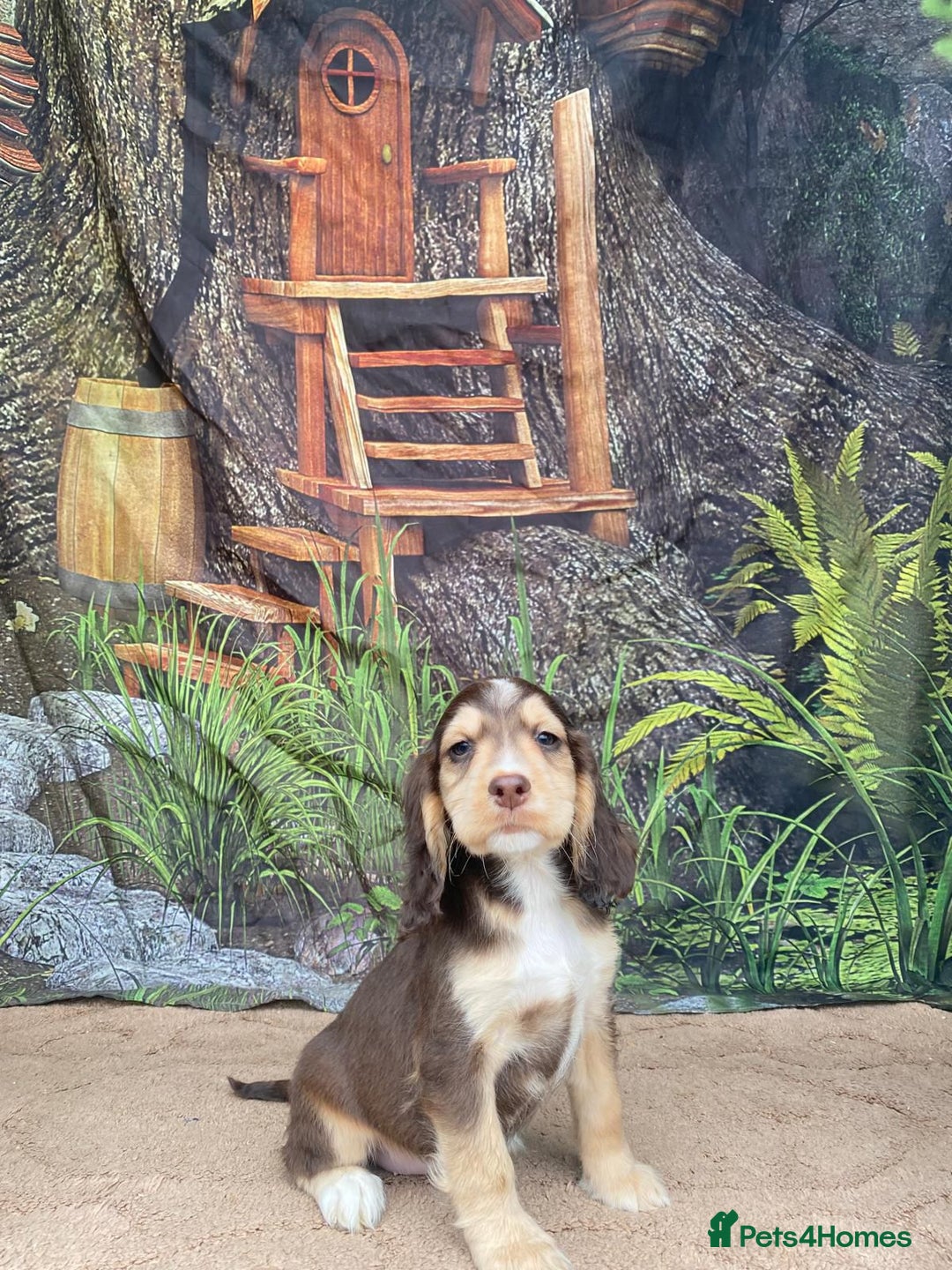Cocker Spaniel dogs for sale: Cocker Spaniel puppies  - Image 1