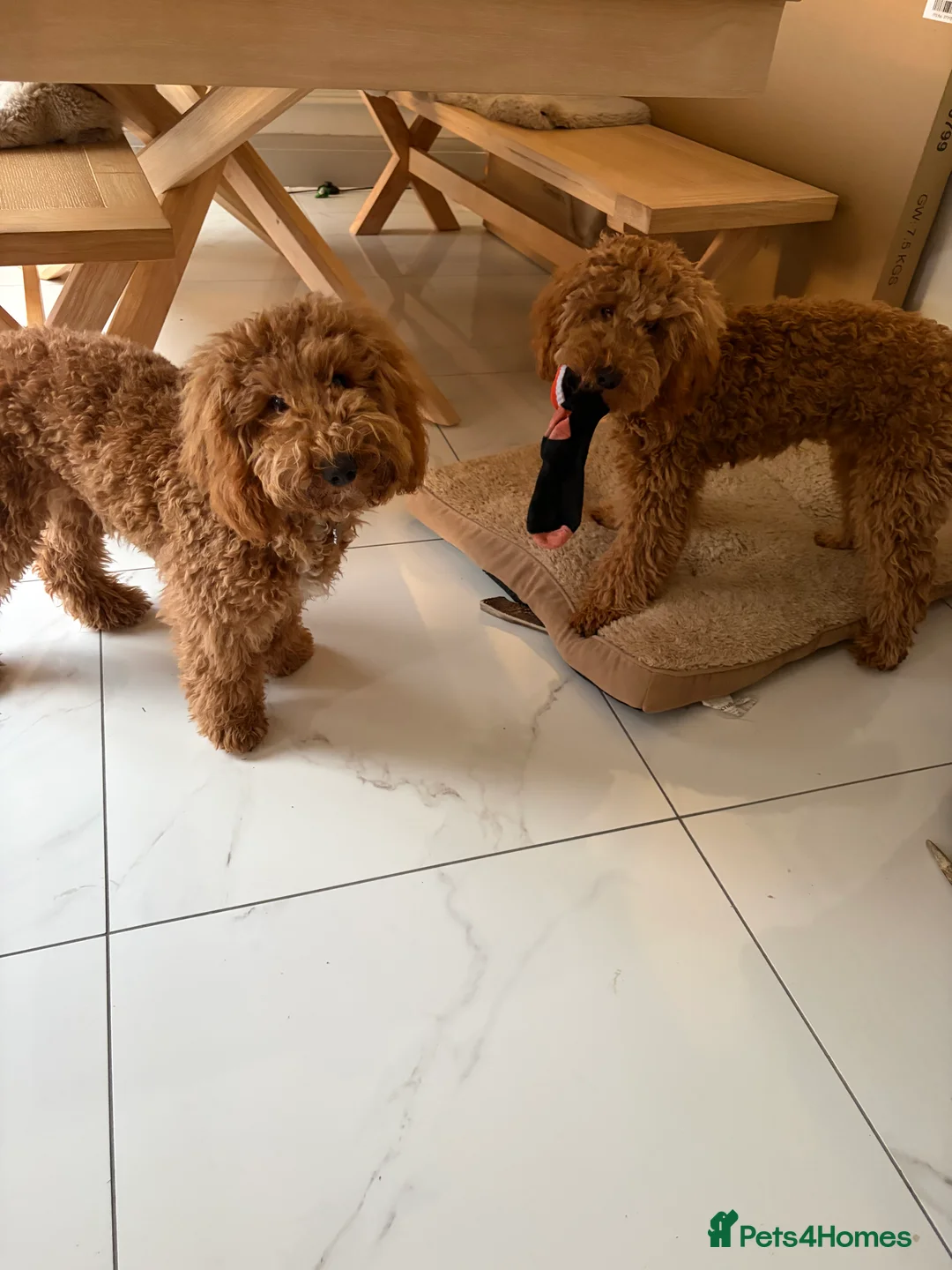 Cockapoo dogs for sale: Two Cockapoo (9 month)  - Advert 24