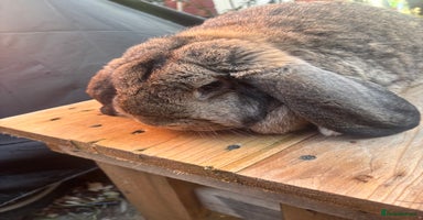 French Lop rabbits French lops  - Advert 13