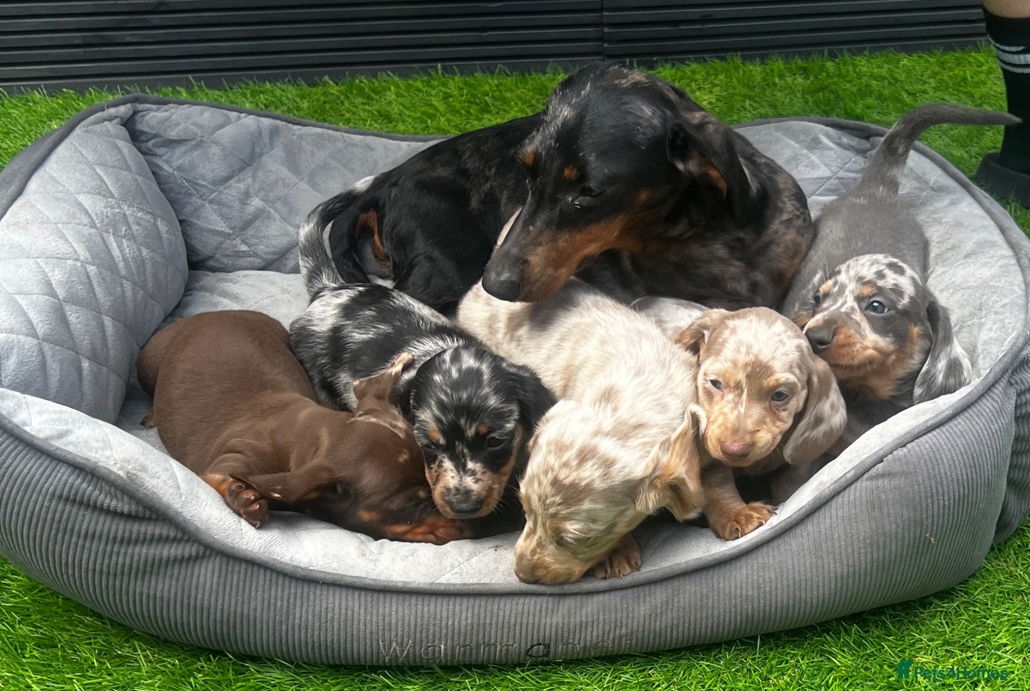 Miniature Dachshund dogs 5 miniature dachshund boys 💙🐶 - Advert 1
