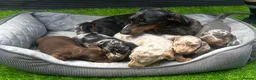 Miniature Dachshund dogs for sale: 5 miniature dachshund boys 💙🐶 - Advert 1