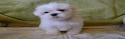 Maltese dogs for sale: KC MALTESE Puppies Males and Female in Bristol - Advert 5