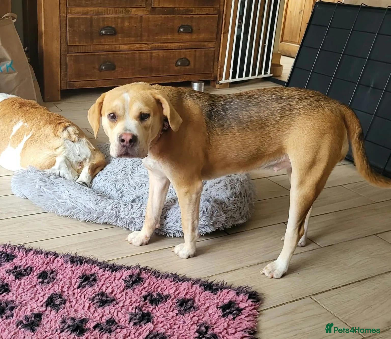 Mixed Breed dogs Poppy - Advert 2