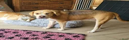 Mixed Breed dogs for adoption: Poppy - Advert 1
