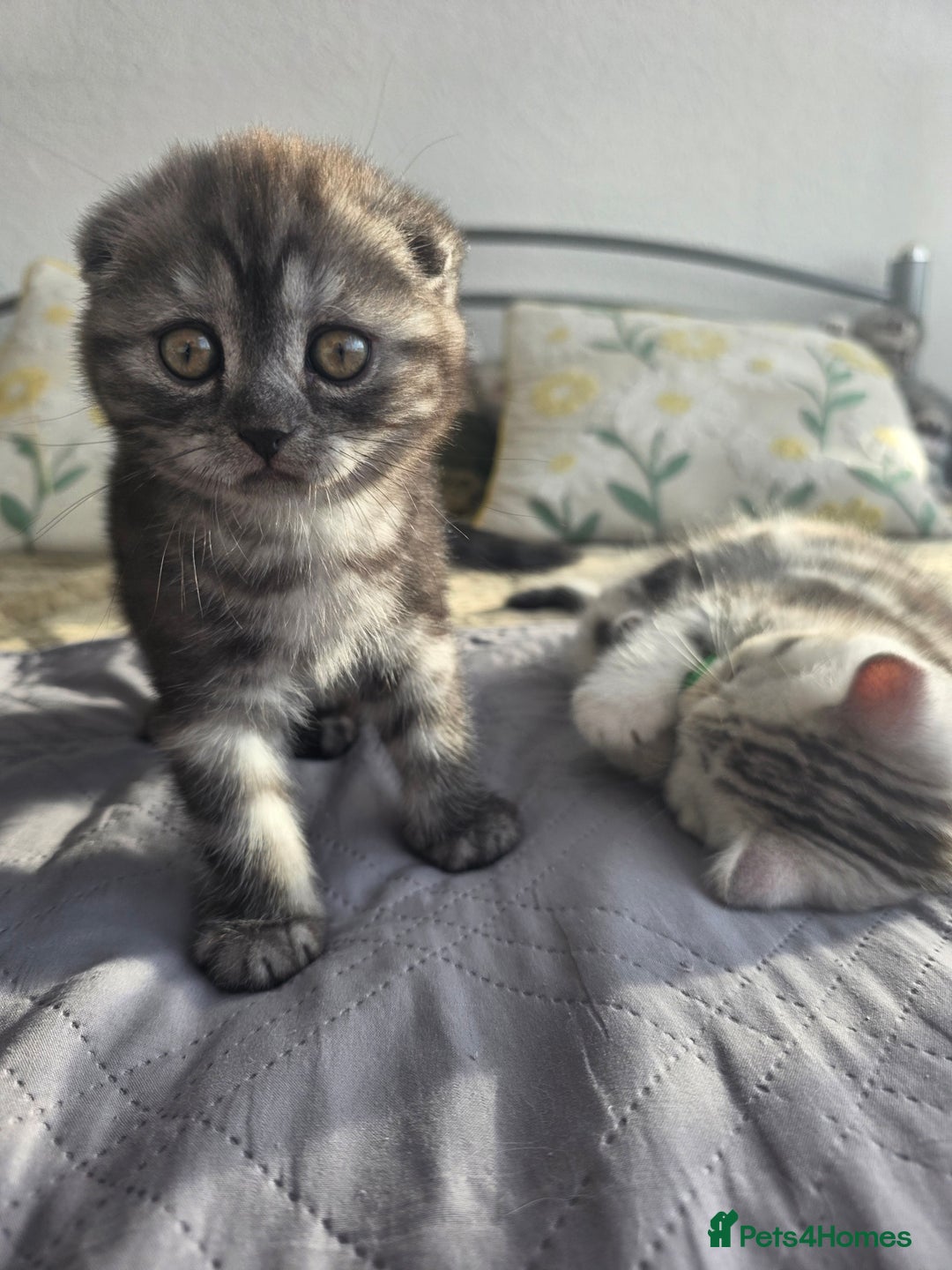 Scottish Fold cats for sale: Tabby Scottish Fold Kittens - Advert 17