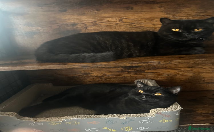 British Shorthair cats - Advert 14