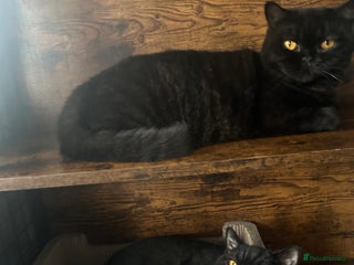 British Shorthair cats - Advert 8