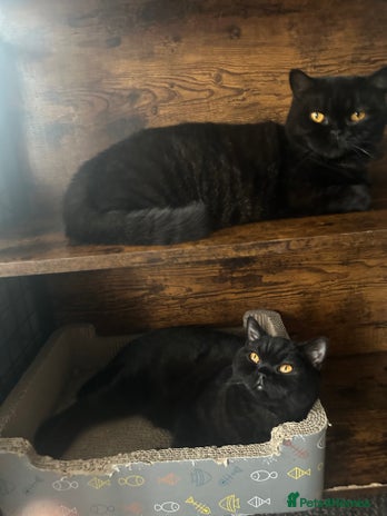 British Shorthair cats - Advert 14