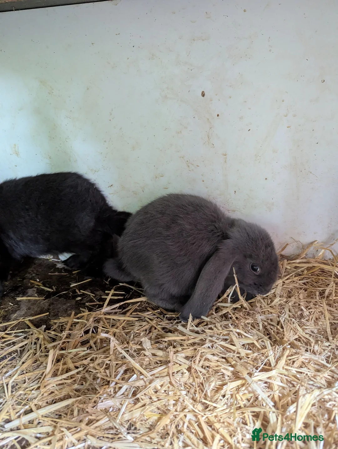 French Lop rabbits for sale: 5 Baby French lops - Advert 1