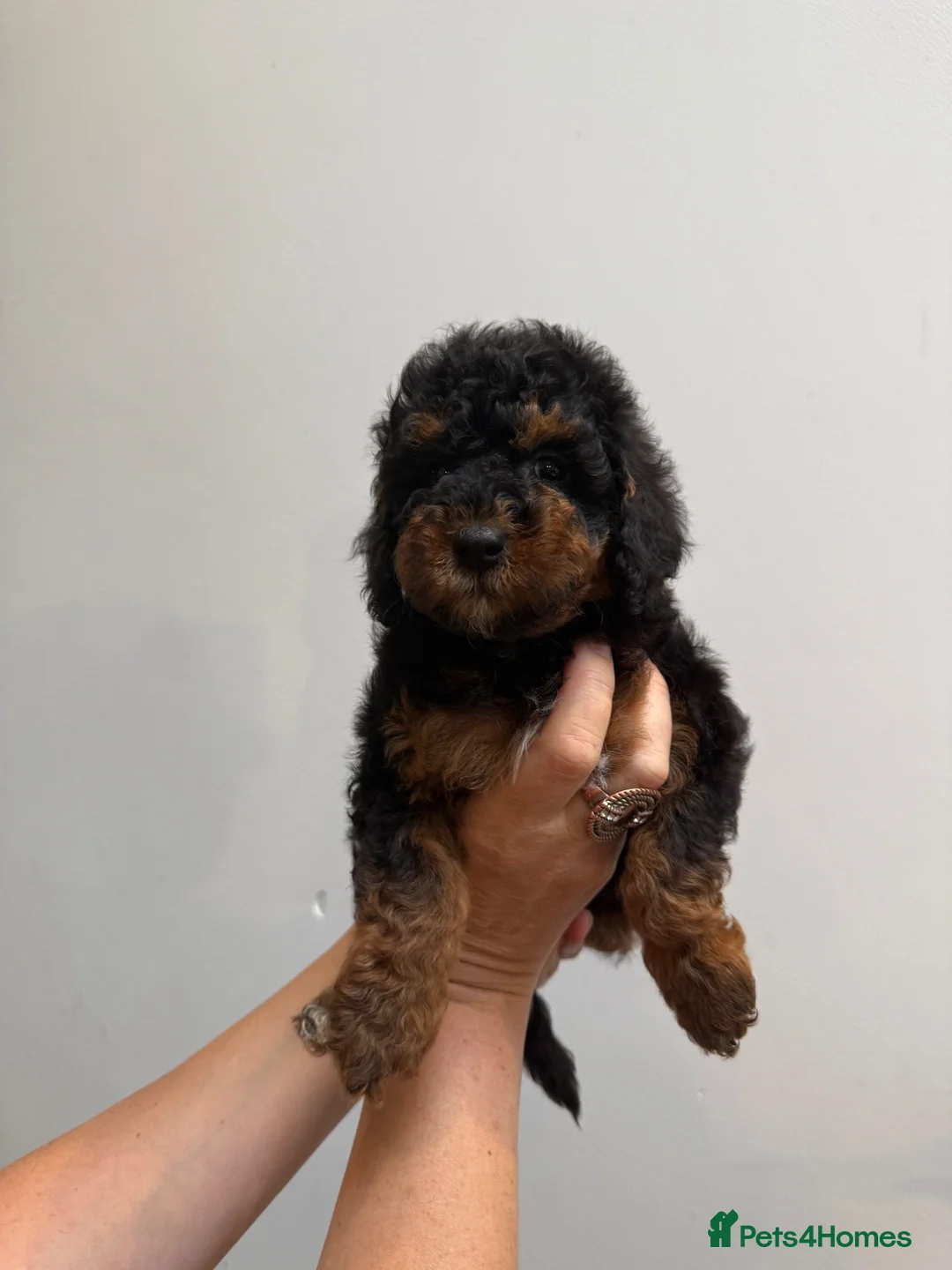 Miniature Poodle dogs for sale: Small miniature poodle puppies - Advert 22