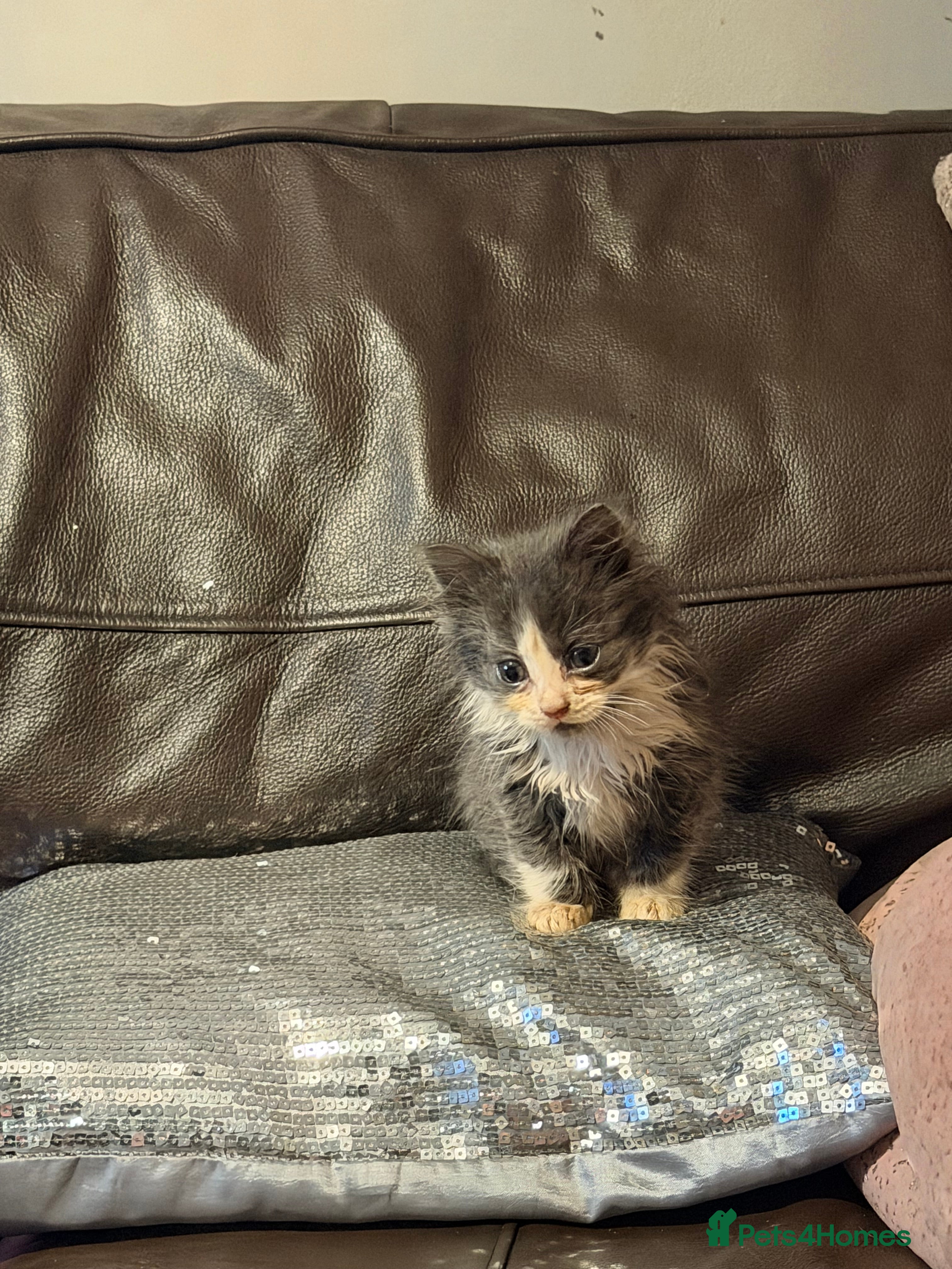 Mixed Breed cats Grey and white longhaired ragdoll x kitten  - Advert 12