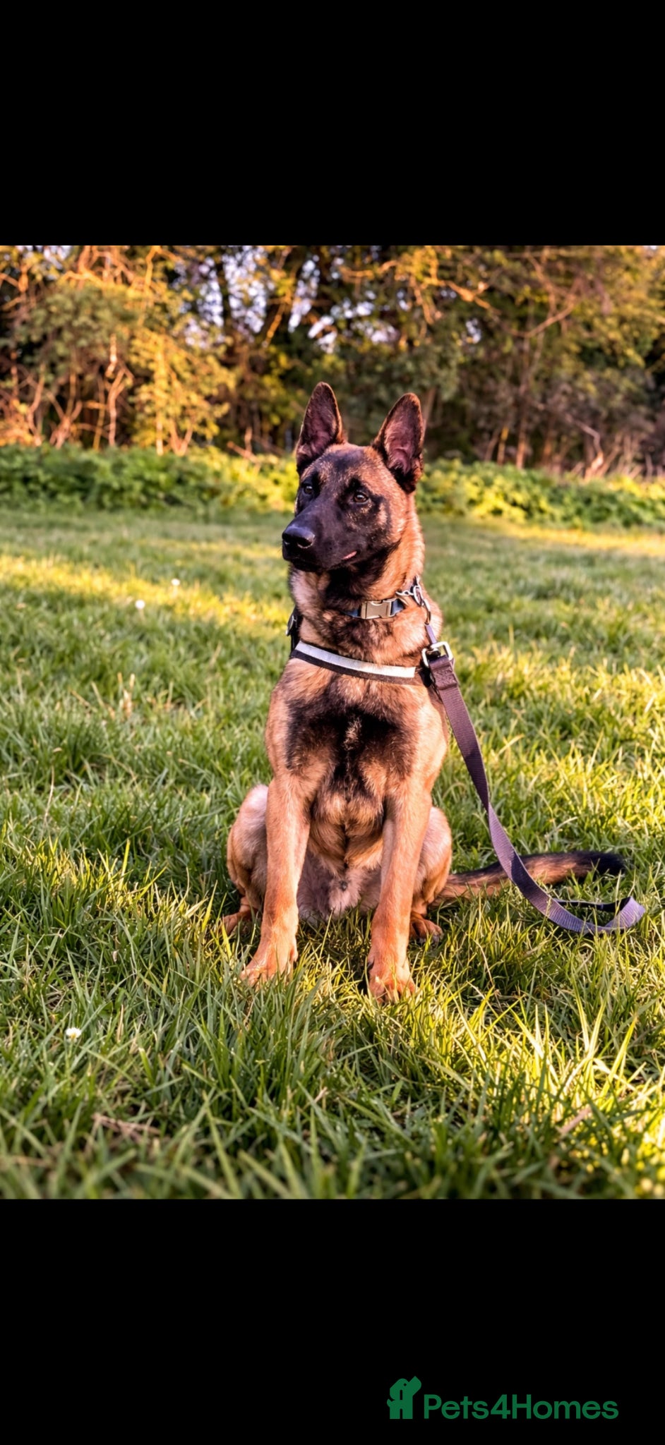 Belgian Shepherd Dog dogs Belgian Shepherd Malinois - Advert 1