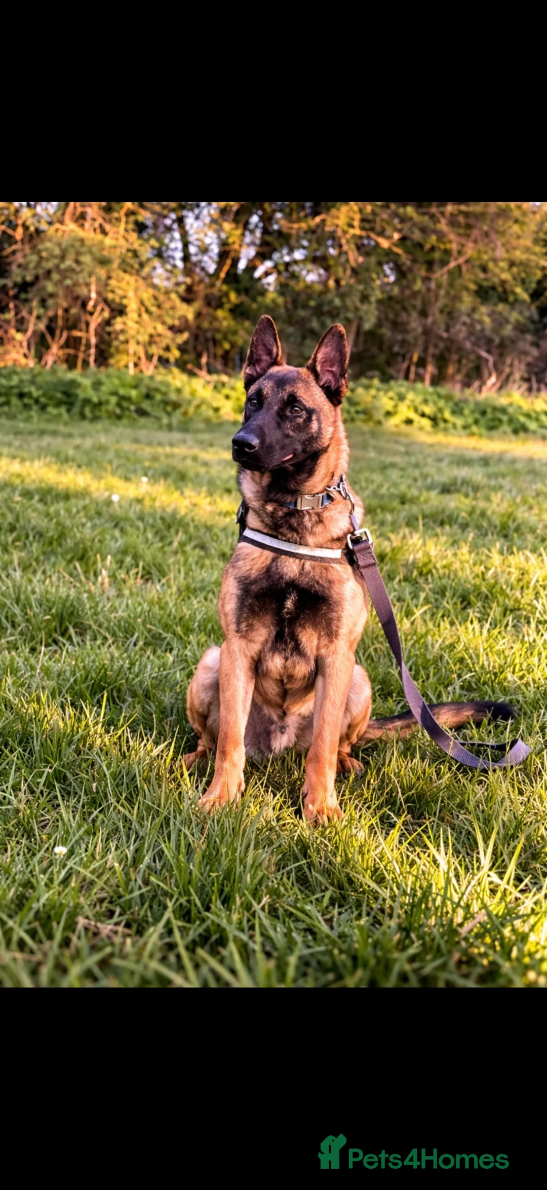 Belgian Shepherd Dog dogs for sale: Belgian Shepherd Malinois - Advert 1