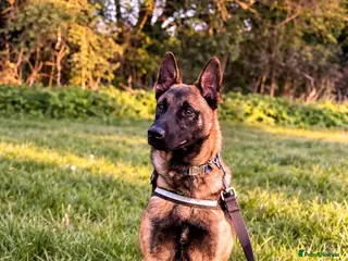 Belgian Shepherd Dog dogs Belgian Shepherd Malinois - Advert 1