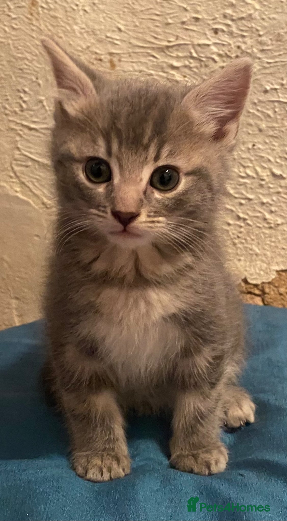 Mixed Breed cats Stunning part Siamese kittens ready - Advert 1