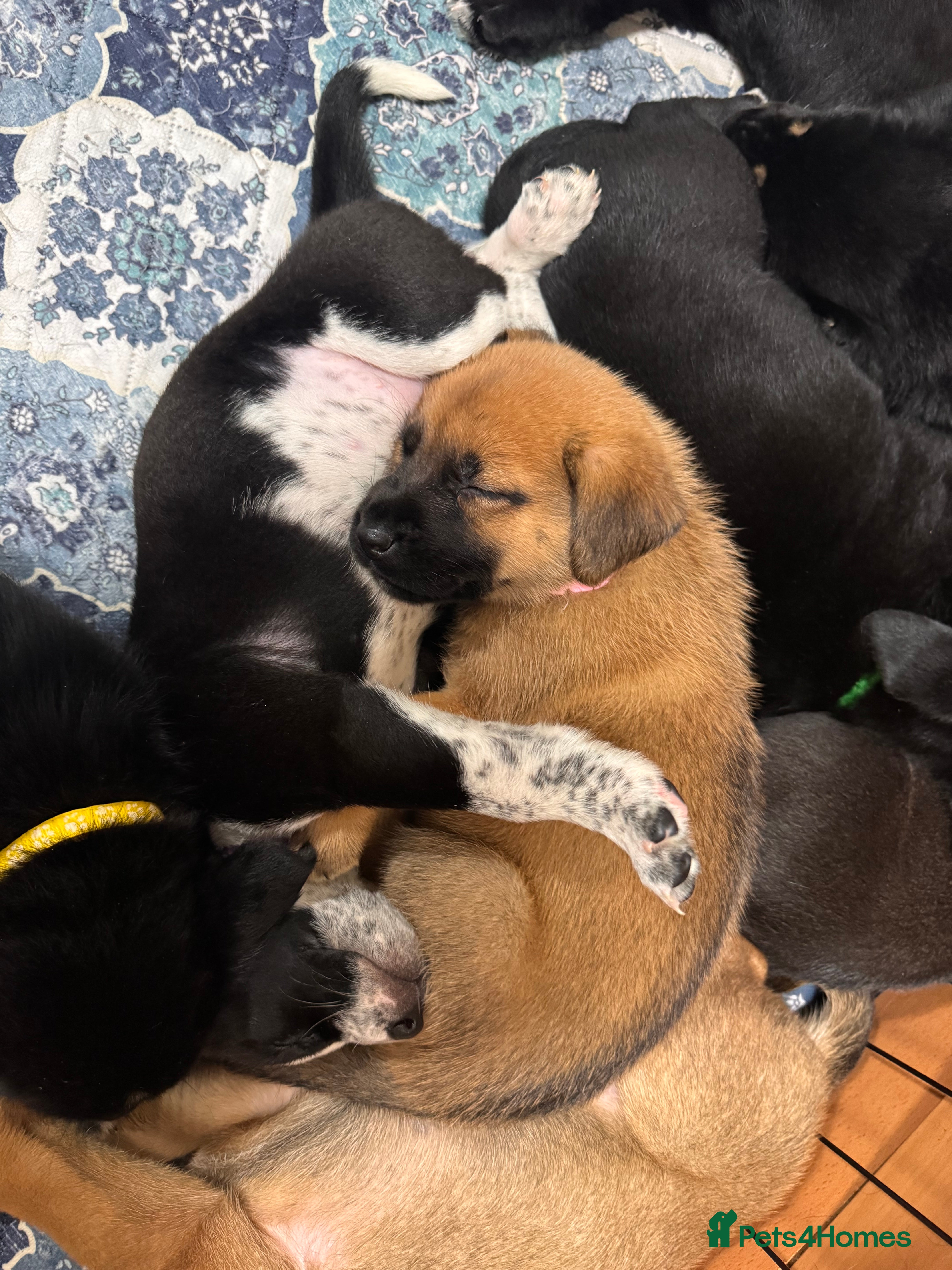 Mixed Breed dogs RARE BLUE EYE Sholly  ** tiff x Husky  - Advert 12