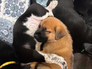 Mixed Breed dogs RARE BLUE EYE Sholly ** tiff x Husky - Advert 12