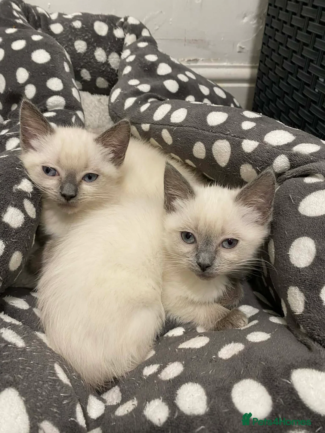 Ragdoll cats for sale: Ragdoll Kittens X British longhair - Advert 3