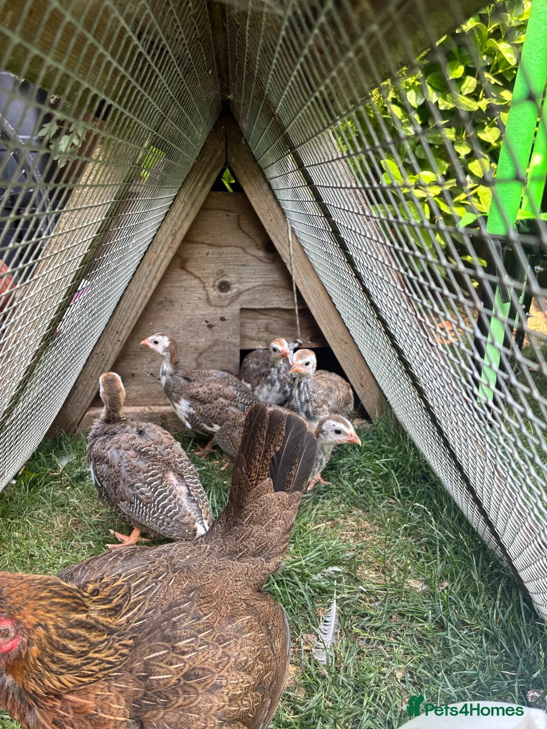 Guinea Fowl poultry for sale: 5 unsexed Guinea fowl keets - Advert 2