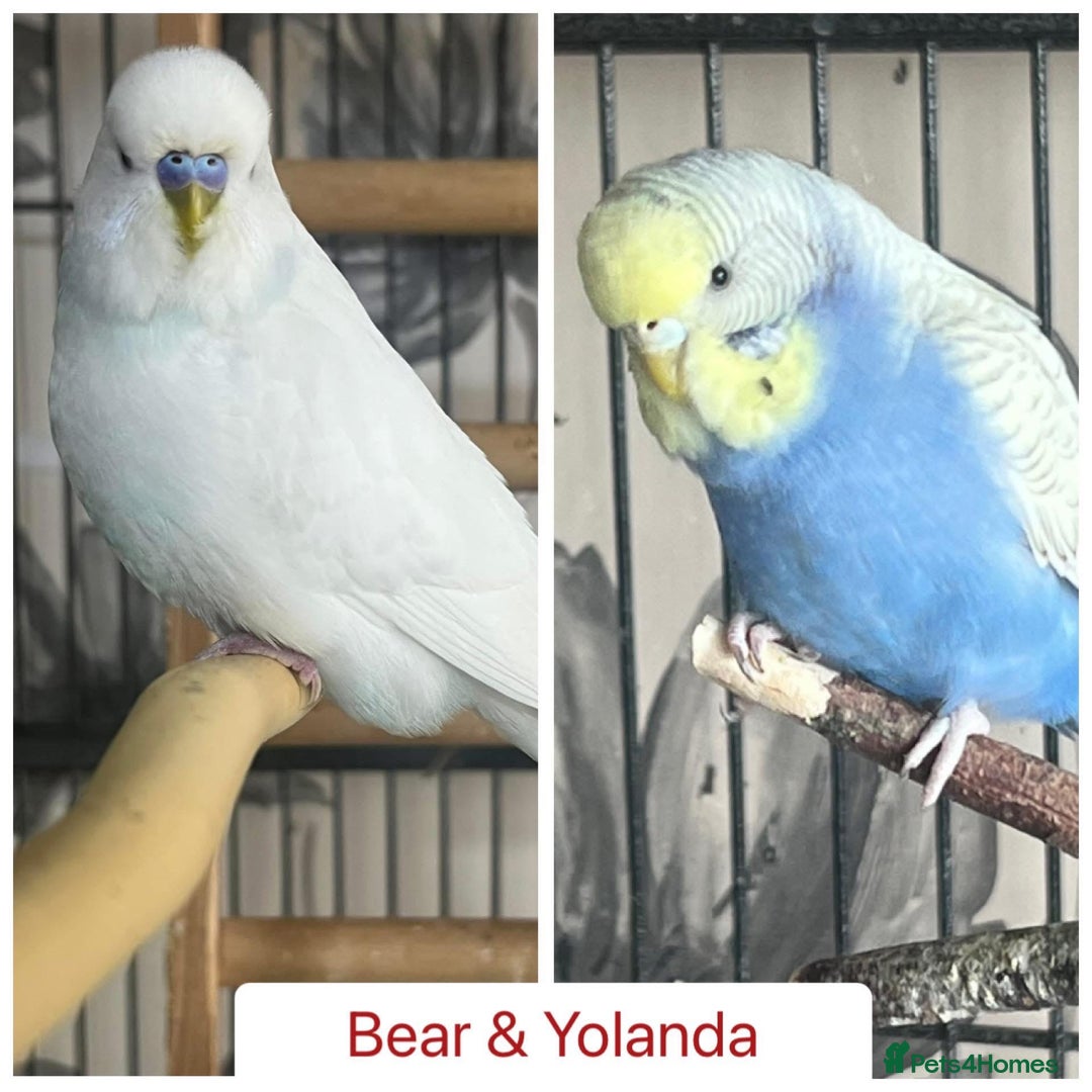 Budgerigars birds for sale: Hand Tame Budgie Chicks Ready early December  - Image 7