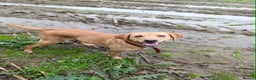 Labrador Retriever dogs for sale: Female Labrador  - Advert 4