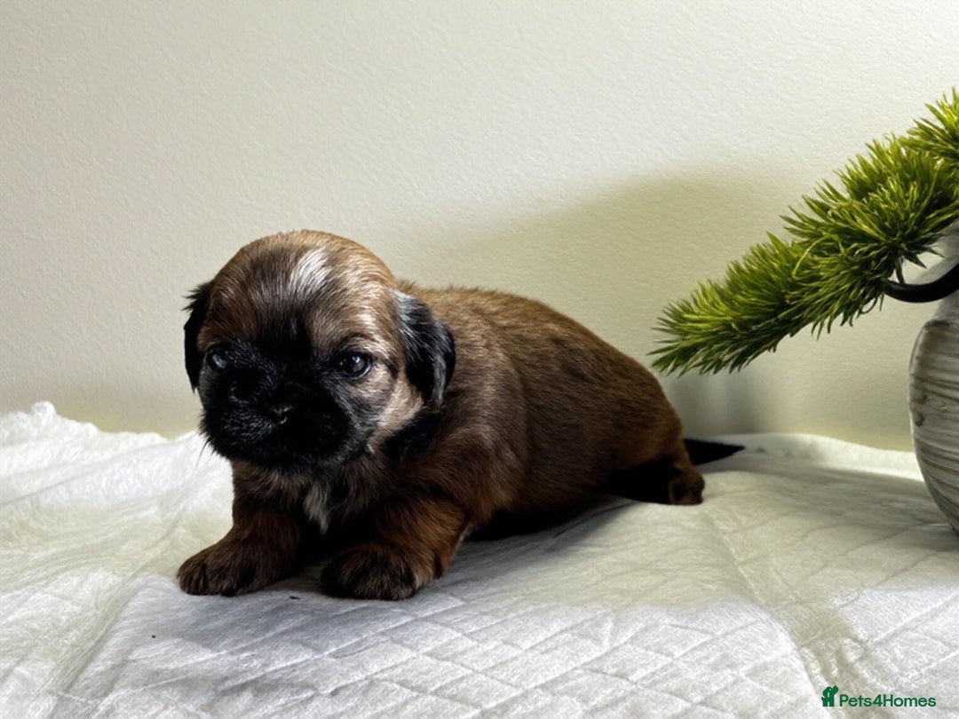 Shih Tzu dogs for sale: ♥️ Adorable Shih Tzu Puppies FoR sALe ♥️ - Image 12