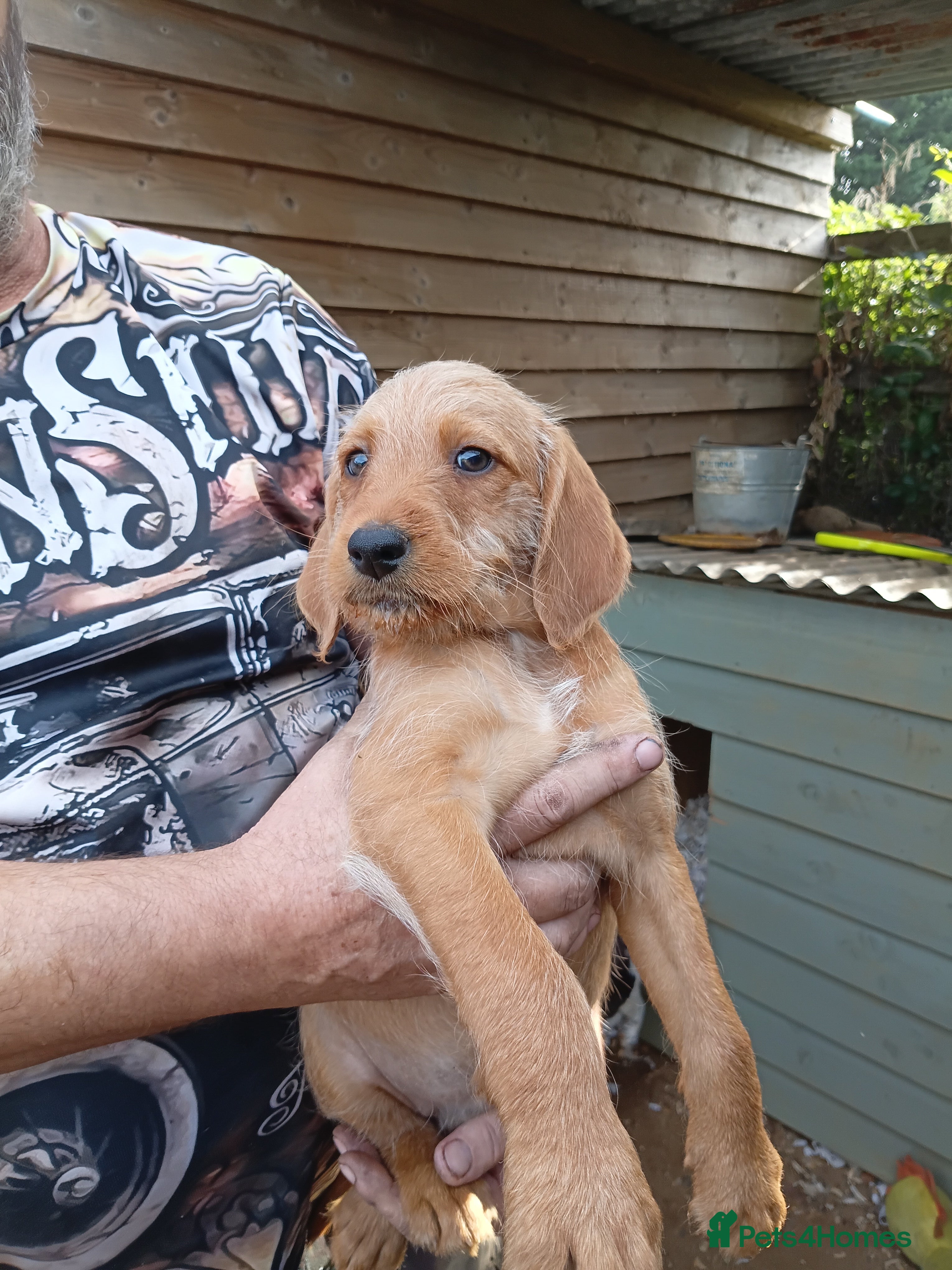 Mixed Breed dogs SPRINGADOODLE PUPPIES - Advert 2